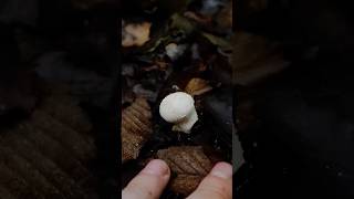 Гриб дощовик Lycoperdon mushroom nature природа wildlife ліс mushroomforest [upl. by Luisa]