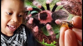 Denis Memberi Makan Tarantula yang Kelaparan  Feeding Tarantrula  DenDis Vlog  DenDis Kids [upl. by Eonak]