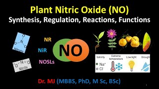 Plant Nitric Oxide NO Synthesis Regulation Reactions Functions Location organelles pathways [upl. by Alaecim]