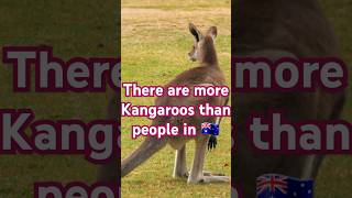 shorts Four amazing jumping fun facts about KANGAROOS kangaroo australia funfacts forkids [upl. by Nalla]