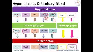 Pituitary Gland Hormones amp Disorders [upl. by Inalej]