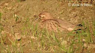 Indian Thick knee  well camouflaged  Amazing Wildlife of India by Renu Tewari and Alok Tewari [upl. by Natal]