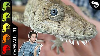 Cuban False Chameleon The Best Pet Lizard [upl. by Laemsi]