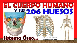 🥇 206 HUESOS del Cuerpo Humano en 24 Minutos  Mnemotecnias Fácil y Sencillo [upl. by Caron]