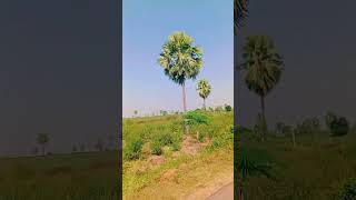 White gold plants village views beautiful place in kottapalli karimnagar [upl. by Zennie]