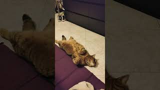 CAMILLO IN RELAX funnyvideo cat gattidivertenti catlover pets catshorts camillotranquillo [upl. by Niro]