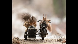 photos and videos of red squirrels in sidecar [upl. by Ardenia265]