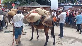 Planadas Tolima Concurso de Arriería Feria Internacional del Café 2024 [upl. by Agate781]