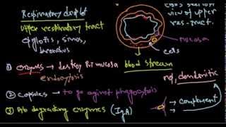 Haemophilus influenzae pathogenesis [upl. by Nyrehtac33]