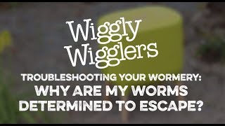 WHY ARE MY WORMS DETERMINED TO ESCAPE  WIGGLY WIGGLERS [upl. by Yrffoeg]