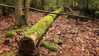 Ohiopyle  Ferncliff Trail [upl. by Idelle312]