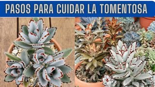 COMO CUIDAR LA SUCULENTA KALANCHOE TOMENTOSA paso a paso [upl. by Yhtamit]