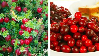 How to Plant Cranberries Easy Fruit Growing Guide [upl. by Eiveneg146]