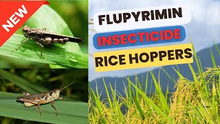 Flupyrimin new Insecticide for Effective Rice Hoppers Control Mode of Action Uses amp Dosage [upl. by Aehtna]