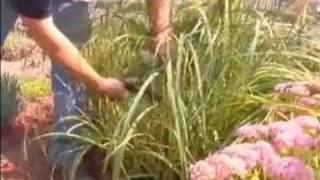 How to Propagate Ornamental Grasses  How to Trim and Prune Ornamental Grass [upl. by Hameean598]