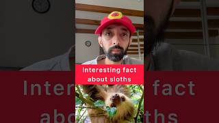 Amazing Fact about sloths funfacts didyouknow animals [upl. by Lydell104]