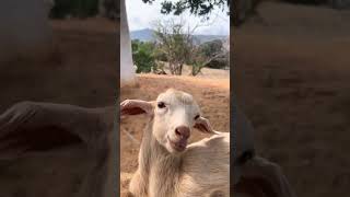 Goat Kid Funny Video  Pets  Funny Animals  Goat Funny Sound [upl. by Notsahc]