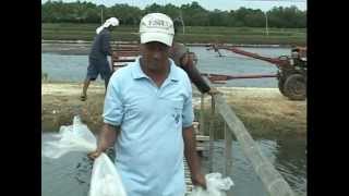 Milkfish Bangus amp Vannamei White Shrimp Polyculture in Ponds Part 1 [upl. by Ursas]