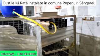 Custi pentru 80 femele instalate in comuna Pepeni r Sangerei [upl. by Lleoj]