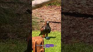 Eagles Smart Hunting Tactics Tool Use amp Adaptation in the Wild [upl. by Adnerb]