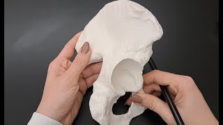 Anatomy of Hip Bone in under 2 minutes [upl. by Latton]