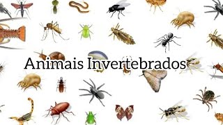 Animais invertebrados moluscos anelídeos artrópodes celenterados equinodermos e esponjas [upl. by Ecirtel]