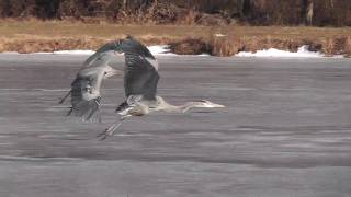 Great Blue Herons fight  Sea Gull got her fish back [upl. by Karp345]