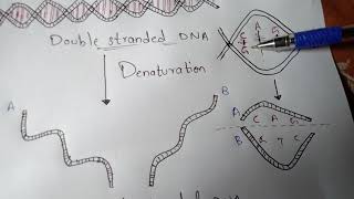 DENATURATION AND RENATURATION  BY PHANINDRA GUPTHA [upl. by Sherwood]