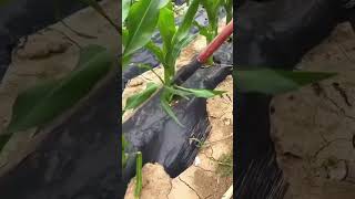 Special care for corn seedlings [upl. by Ferdinande341]