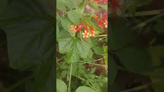 krishna keeridum my Clerodendrum paniculatumthe padogaplants gardeningtips [upl. by Buyse]