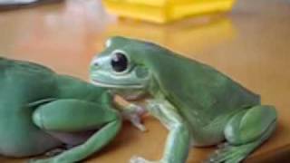 Frogs the movie  starring Elvis and Priscilla [upl. by Ennairol]