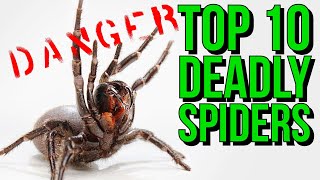 Top 10 MOST Venomous Spiders in the WORLD [upl. by Wing711]