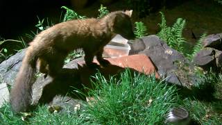 Pine Marten Vs Farm Cat  they are friends really [upl. by Silvain]