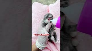 Heartwarming Cat rescue rescuecats rescuekittens catrescue catshort petrescue [upl. by Aliehc]