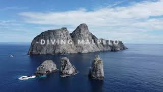 Diving Malpelo  Colombia April 2022  4K UHD [upl. by Wemolohtrab]