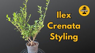 From Start to Bonsai Styling an Ilex Crenata Tree for the Future [upl. by Reeher]