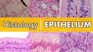 Histology  Epithelium [upl. by Weitzman]