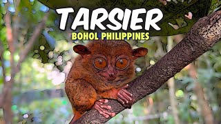 🐵 HD BOHOL 🇵🇭 BOHOL TARSIER SANCTUARY  Virtual Tour [upl. by Ole]