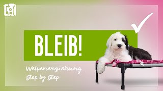 Hund Bleib beibringen  Welpenerziehung Step by Step [upl. by Nrobyalc]