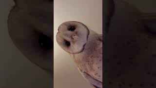 Barn owl has amazing hearing wildlife barnowl [upl. by Francoise]