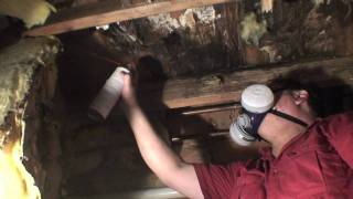 How to eliminate a carpenter ant infestation [upl. by Mose901]