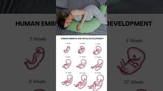 Cute baby growing in moms womb week by week pregnancy ❣️ 🤱embryonic development shorts pregnancy [upl. by Cleon]