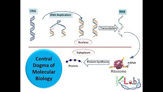 Central Dogma of Molecular Biology HD [upl. by Moclam931]