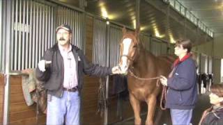 Horse Massage Where To Start Working on the Horse using the Masterson Method® [upl. by Lanti]