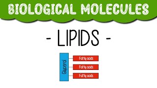 A Level Biology quotLipidsquot [upl. by Nidnal]