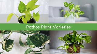 10 Pothos Plant Varieties with Names  Pothos Species [upl. by Orella21]