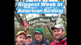 Magee Marsh at Biggest Week in American Birding 2019  Day 1 [upl. by Meng]