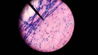 loose areolar tissue microscopic [upl. by Jedd877]