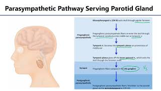 LO10 Parotid Gland Innervation [upl. by Daeriam457]