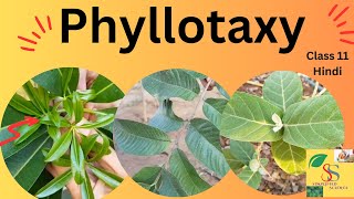 Phyllotaxy AlternateOppositeWhorled  class 11 easy In Hindi Arrangement of leaves on stem [upl. by Ettennod71]